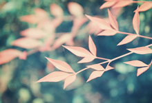 霍芬海姆战术趋势，大胜在望